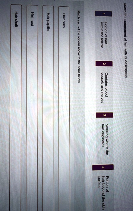 Match the component of hair with its description.
1 Portion of hair within the follicle
2 Contains blood vessels and nerves
3 Swelling where the hair originates
4 Portion of hair beyond the skin surface
Match each of the options above to the items below.
Hair bulb
Hair papilla
Hair root
Hair shaft
