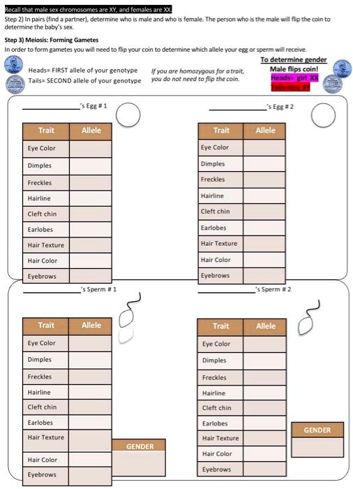 Solved Lecallthal Chremosomt No Emales Aie 0 Stco 2 In Pairs Fird A Partner Determina Who Ma A And Wno Tcmiia Tncorron Wno Ginemarid Fathecointo Derermine Ne Hanx Aoa Foming Gumetes Orden Form