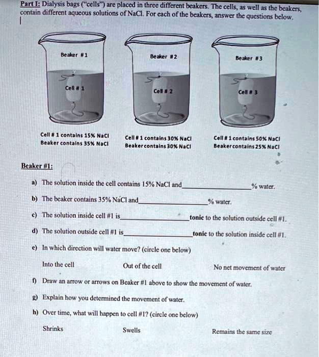 Part I: Dialysis bags ("cells") are placed in three different beakers. The cells, as well as the beakers, contain different aqueous solutions of NaCl. For each of the beakers, answer the questions below.

Beaker #1
Beaker #2
Beaker #3
Cell # 1
Cell # 2
Cell # 3

Cell # 1 contains 15% NaCl
Beaker contains 35% NaCl

Cell # 1 contains 30% NaCl
Beaker contains 30% NaCl

Cell # 1 contains 50% NaCl
Beaker contains 25% NaCl

Beaker #1:
a) The solution inside the cell contains 15% NaCl and % water.
b) The beaker contains 35% NaCl and % water.
c) The solution inside cell #1 is tonic to the solution outside cell #1.
d) The solution outside cell #1 is tonic to the solution inside cell #1.
e) In which direction will water move? (circle one below)
Into the cell
Out of the cell
No net movement of water
f) Draw an arrow or arrows on Beaker #1 above to show the movement of water.
g) Explain how you determined the movement of water.
h) Over time, what will happen to cell #1? (circle one below)
Shrinks
Swells
Remains the same size