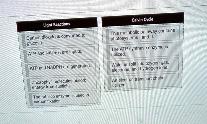 Light Reactions
Carbon dioxide is converted to glucose.
ATP and NADPH are inputs.
ATP and NADPH are generated.
Chlorophyll molecules absorb energy from sunlight.
The rubisco enzyme is used in carbon fixation.

Calvin Cycle
This metabolic pathway contains photosystems I and II.
The ATP synthase enzyme is utilized.
Water is split into oxygen gas, electrons, and hydrogen ions.
An electron transport chain is utilized.