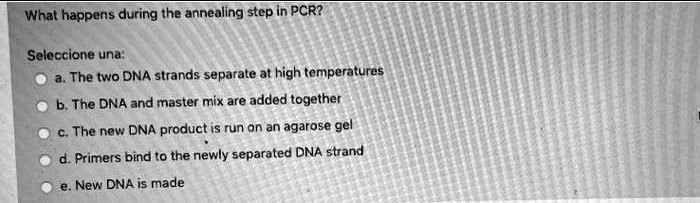 What happens during the annealing step in PCR?
Seleccione una:
a. The two DNA strands separate at high temperatures
b. The DNA and master mix are added together
c. The new DNA product is run on an agarose gel
d. Primers bind to the newly separated DNA strand
e. New DNA is made