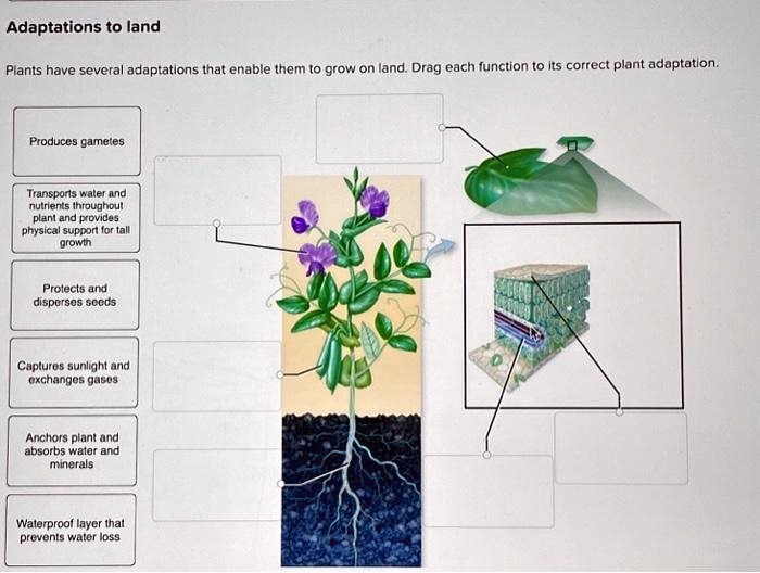 Adaptations to land
Plants have several adaptations that enable them to grow on land. Drag each function to its correct plant adaptation.
Produces gametes
Transports water and
nutrients throughout
plant and provides
physical support for tall
growth
Protects and
disperses seeds
Captures sunlight and
exchanges gases
Anchors plant and
absorbs water and
minerals
Waterproof layer that
prevents water loss