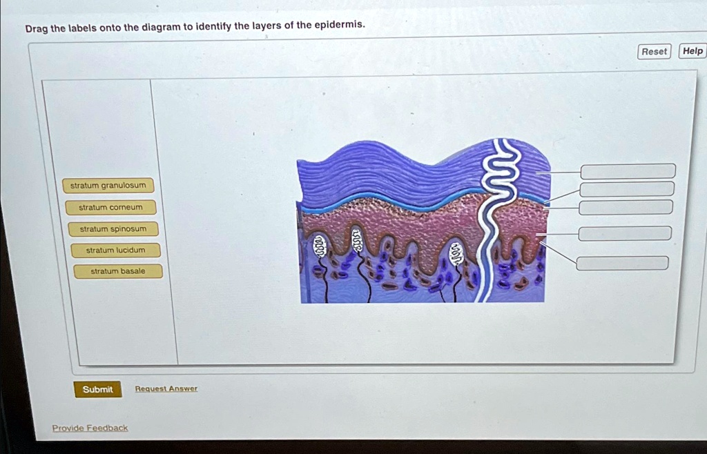 SOLVED Drag the labels onto the diagram to identify the layers of the