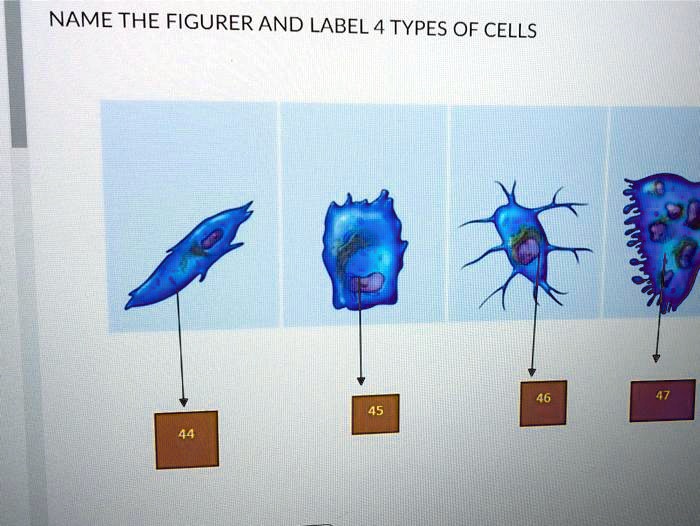 NAME THE FIGURE AND LABEL 4 TYPES OF CELLS
44
45
46
47