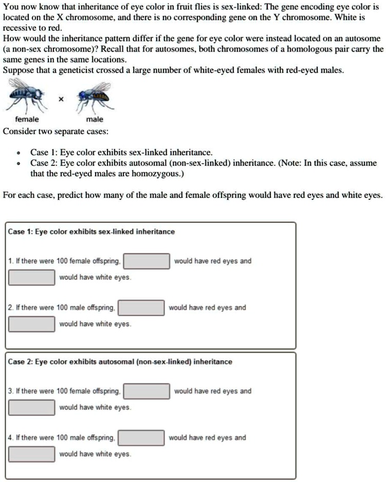 Solved You Now Know That Inheritance Of Eye Color In Fruit Flies Is