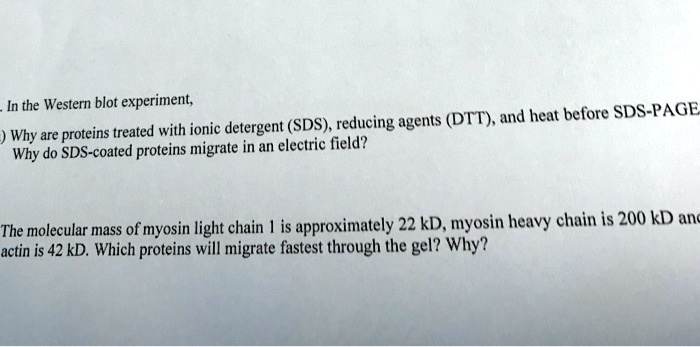 SOLVED: In the Western blot experiment, proteins are treated with DTT ...