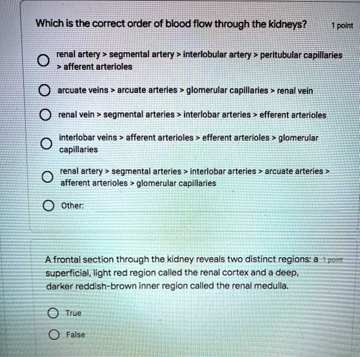 Which is the correct order of blood flow through the kidneys? renal
