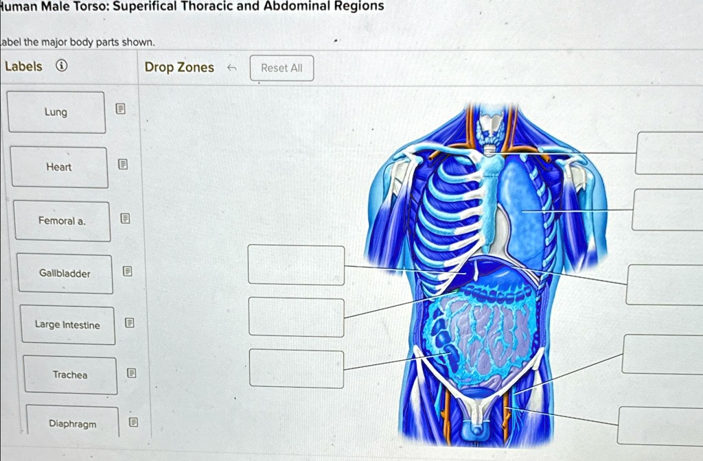 Human Male Torso: Superficial Thoracic and Abdominal Regions Label the ...