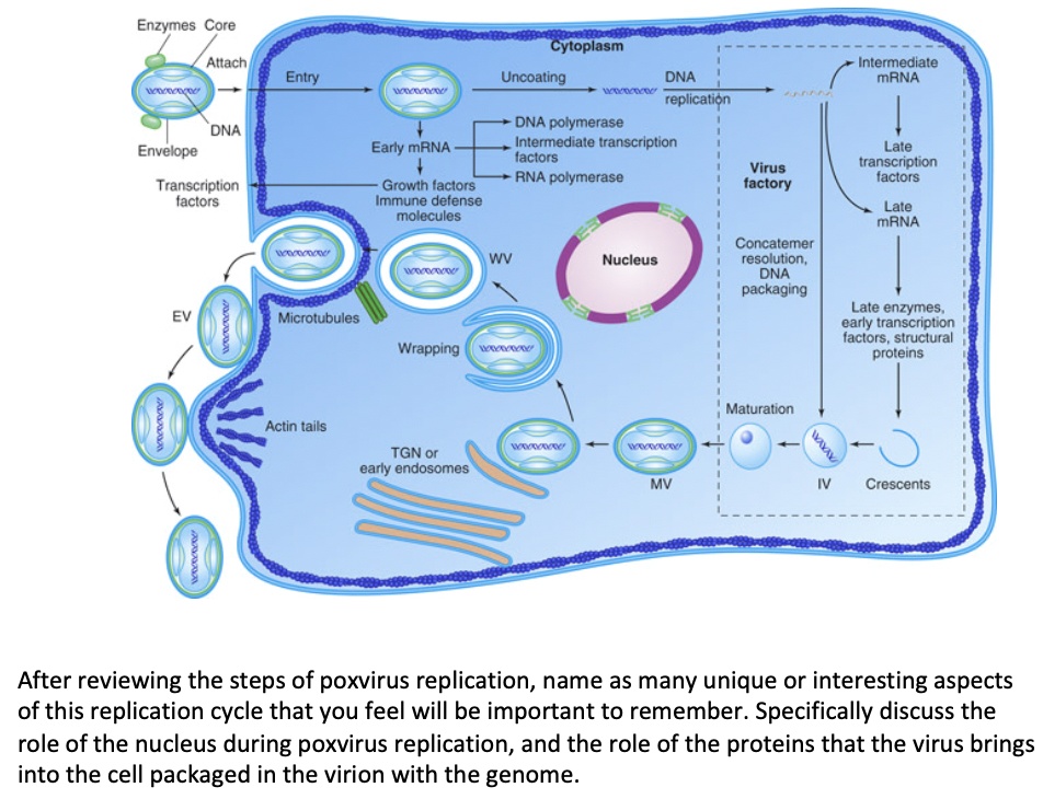 SOLVED:Enzymes Core Cytoplasm Attach Intermediale MRNA Entry Uncoating ...
