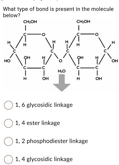 What type of bond is present in the molecule below?
CH2OH CH2OH
| |
C — O C — O
/  / / 
H C H H C H
 /  /  /
C C — O — C C
/  /  /  / 
HO C — C C — C OH
| | | |
OH OH OH OH
H2O
1, 6 glycosidic linkage
1, 4 ester linkage
1, 2 phosphodiester linkage
1, 4 glycosidic linkage