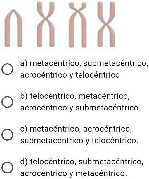 En qué orden aparecen los diferentes tipos de cromosomas en la siguiente imagen?
0 XXx 0 a) metacéntrico; submetacéntrico, acrocéntrico y telocéntrico b) telocéntrico; metacéntrico; acrocéntrico y submetacéntrico.
c) metacéntrico; acrocéntrico; submetacéntrico y telocéntrico.
d) telocéntrico; submetacéntrico; acrocéntrico y metacéntrico.