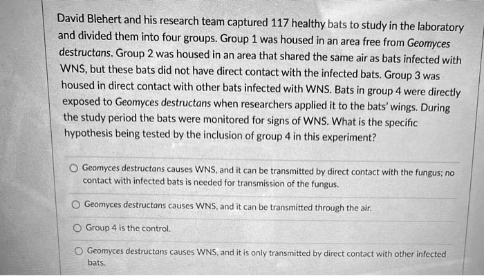 David Blehert and his research team captured 117 healthy bats to study in the laboratory and divided them into four groups. Group 1 was housed in an area free from Geomyces destructans. Group 2 was housed in an area that shared the same air as bats infected with WNS, but these bats did not have direct contact with the infected bats. Group 3 was housed in direct contact with other bats infected with WNS. Bats in group 4 were directly exposed to Geomyces destructans when researchers applied it to the bats' wings. During the study period the bats were monitored for signs of WNS. What is the specific hypothesis being tested by the inclusion of group 4 in this experiment?
Geomyces destructans causes WNS, and it can be transmitted by direct contact with the fungus; no contact with infected bats is needed for transmission of the fungus.
Geomyces destructans causes WNS, and it can be transmitted through the air.
Group 4 is the control.
Geomyces destructans causes WNS, and it is only transmitted by direct contact with other infected bats.