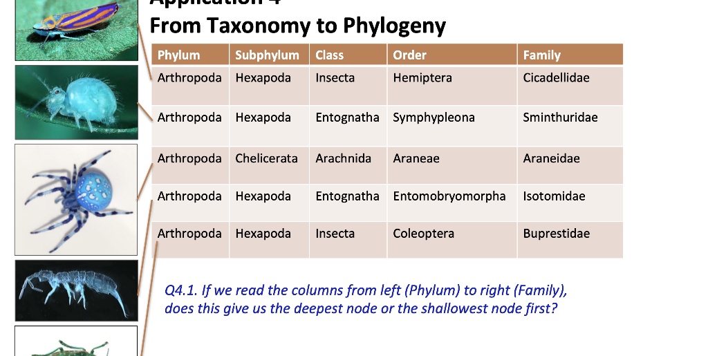 SOLVED From Taxonomy to Phylogeny Phylum Arthropoda Subphylum