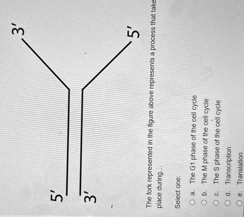 5' 3' 3' 5' The fork represented in the figure above represents a ...