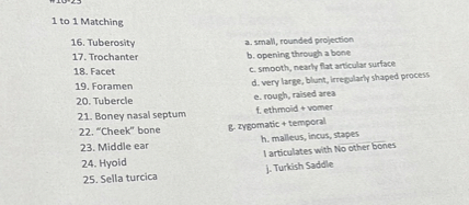 1 to 1 Matching
16. Tuberosity
a. small, rounded projection
17. Trochanter
b. opening through a bone
18. Facet
c. smooth, nearly flat articular surface
19. Foramen
d. very large, blunt, irregularly shaped process
20. Tubercle
e. rough, raised area
21. Boney nasal septum
f. ethmoid + vomer
22. "Cheek" bone
g. zygomatic + temporal
23. Middle ear
h. malleus, incus, stapes
24. Hyoid
i articulates with No other bones
25. Sella turcica
j. Turkish Saddle