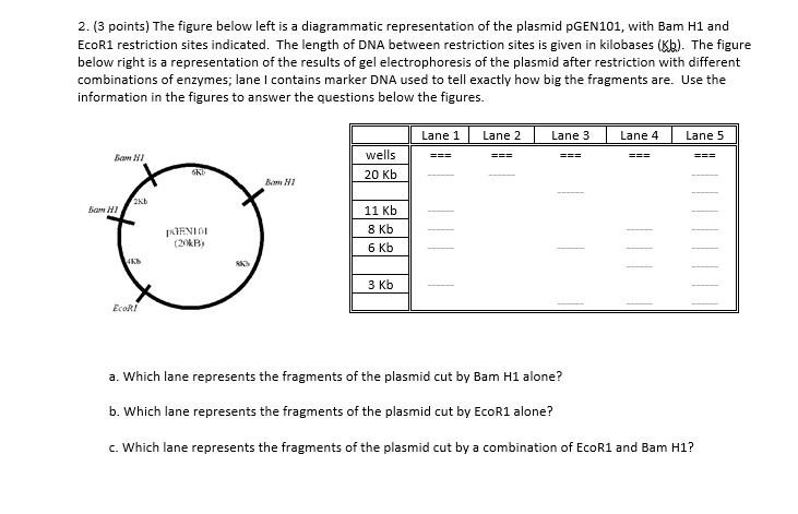 Solved The Figure Below Left Is A Diagrammatic Representation Of The