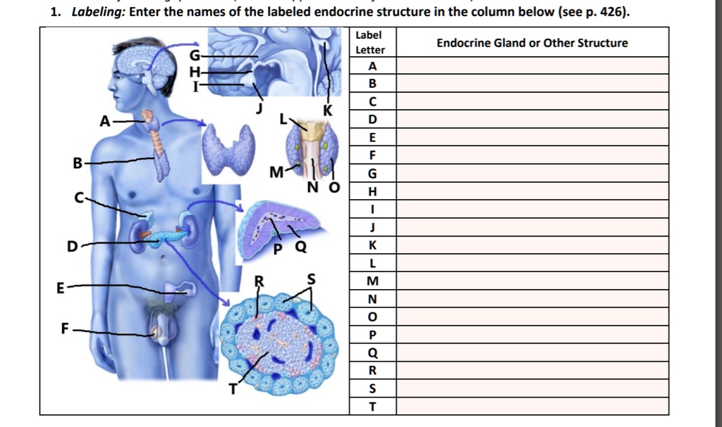 'I need some help Labeling: Enter the names of the labeled endocrine ...