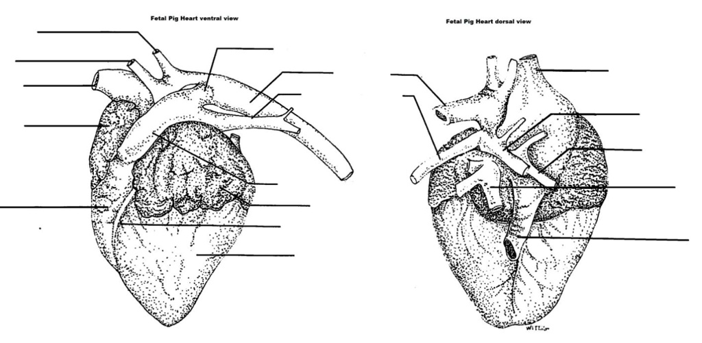 solved-label-the-indicated-structures-on-the-fetal-pig-heart-sketch