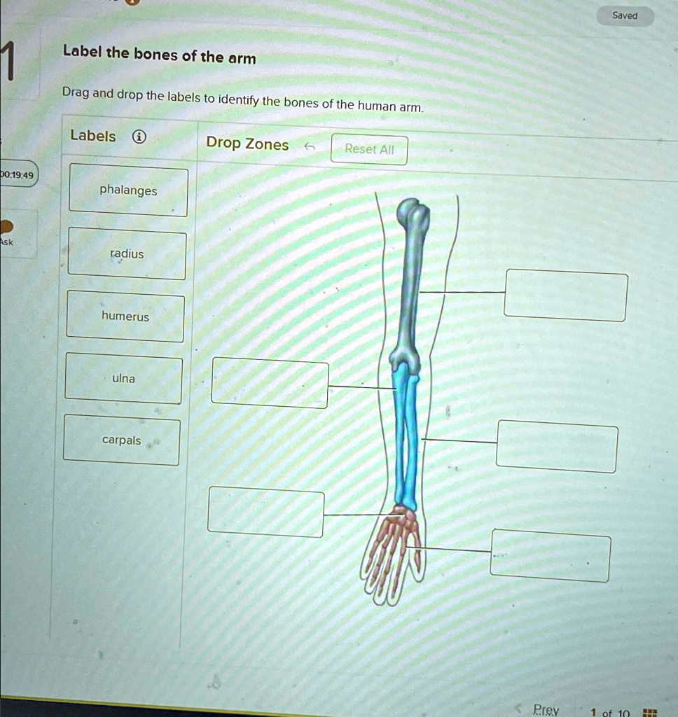 1 Label the bones of the arm Drag and drop the labels to identify the ...