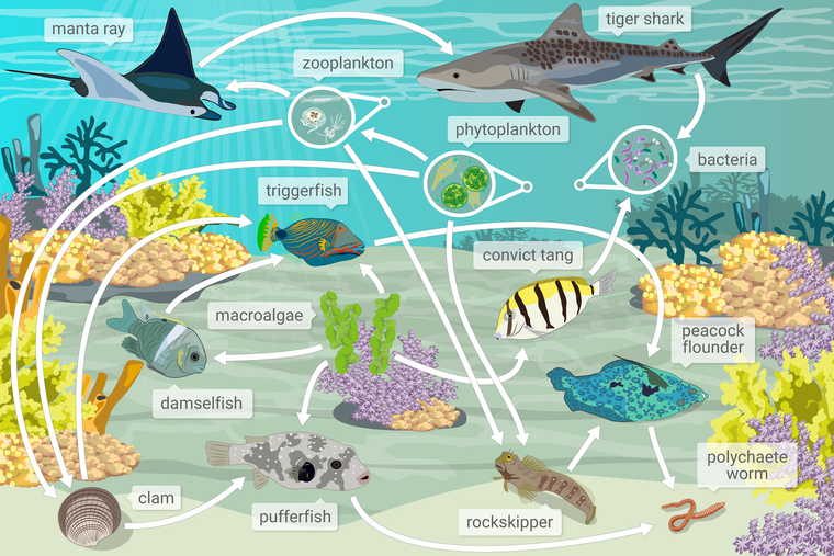 SOLVED: Below is a food web from a coral reef ecosystem off the coast ...