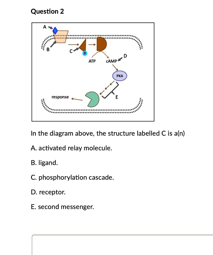 SOLVED Question 2 ATP cAMP 0 PKA response In the diagram above; the