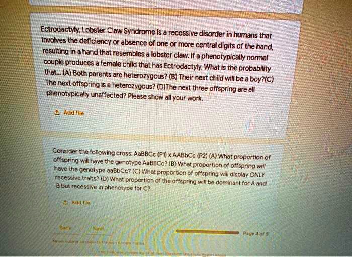 SOLVED Ectrodactyly Lobster Claw Syndrome is a recessive disorder in
