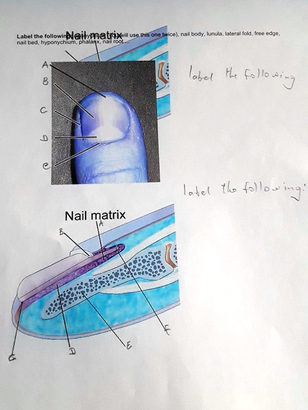 Label the following: Nail matrix (will use this one twice), nail body, lunula, lateral fold, free edge, nail bed, hyponychium, phalanx, nail root...
Nail matrix
A
B
C
D
E
label the following
label the following:
Nail matrix
A
B
C
D
E
F