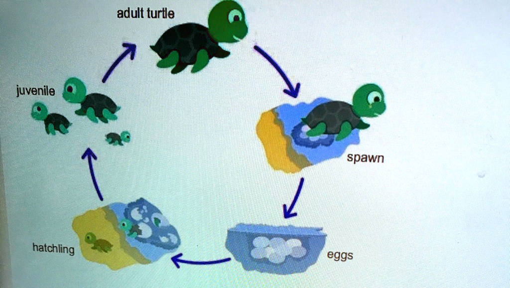 SOLVED: "Based On The Diagram, What Conclusion Can You Make About A ...