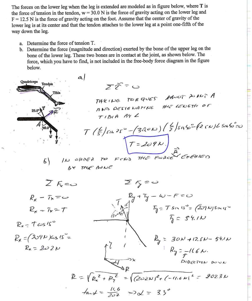 SOLVED:The forces on the lower leg when the leg is extended are modeled ...
