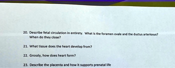 20. Describe fetal circulation in entirety. What is the foramen ovale and the ductus arteriosus?
When do they close?
21. What tissue does the heart develop from?
22. Grossly, how does heart form?
23. Describe the placenta and how it supports prenatal life