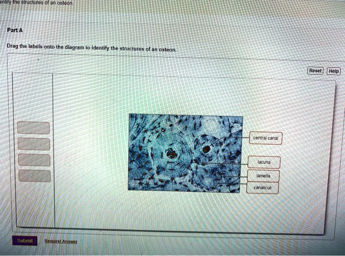 SOLVED: Drag the labels onto the diagram to identify the structures of ...