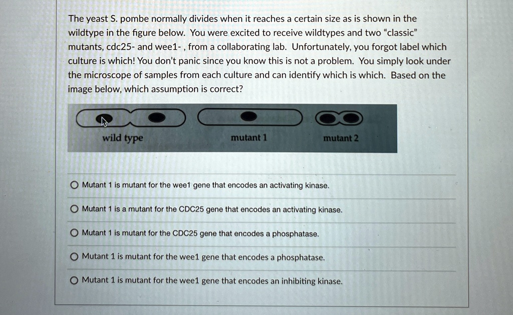The yeast S. pombe normally divides when it reaches a certain size as is shown in the
wildtype in the figure below. You were excited to receive wildtypes and two "classic"
mutants, cdc25- and wee1-, from a collaborating lab. Unfortunately, you forgot label which
culture is which! You don't panic since you know this is not a problem. You simply look under
the microscope of samples from each culture and can identify which is which. Based on the
image below, which assumption is correct?
wild type
mutant 1
mutant 2
Mutant 1 is mutant for the wee1 gene that encodes an activating kinase.
Mutant 1 is a mutant for the CDC25 gene that encodes an activating kinase.
Mutant 1 is mutant for the CDC25 gene that encodes a phosphatase.
Mutant 1 is mutant for the wee1 gene that encodes a phosphatase.
Mutant 1 is mutant for the wee1 gene that encodes an inhibiting kinase.