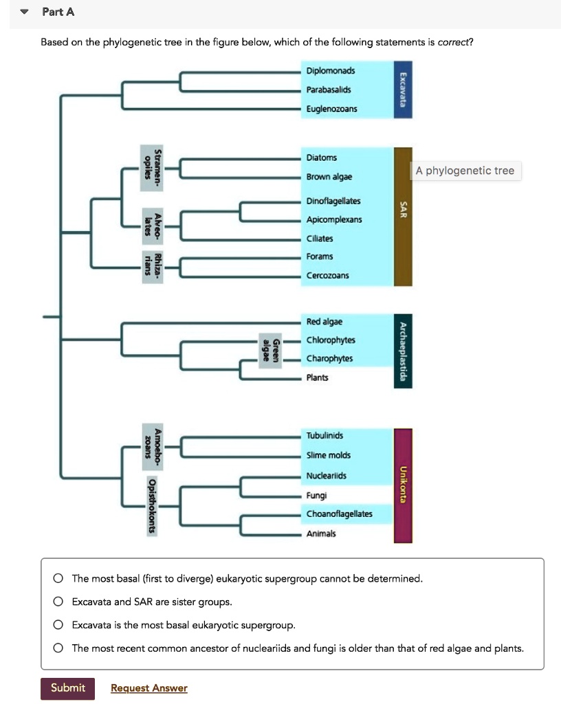 Based On This Tree Select The Correct Statement part a based on the phylogenetic tree in the figure below which of the