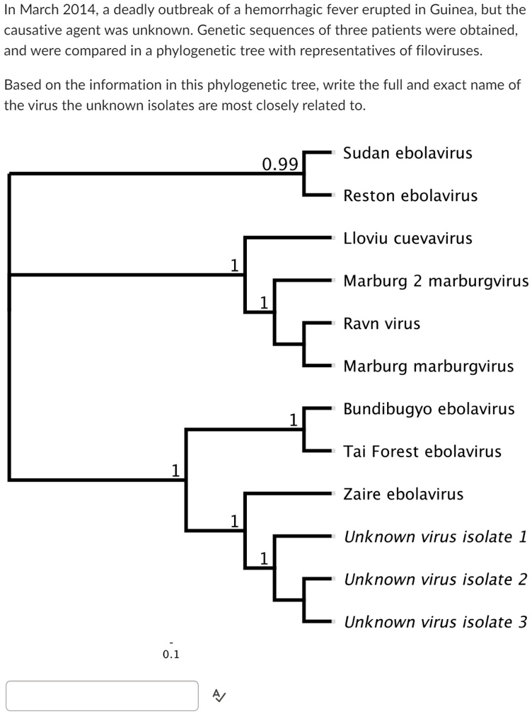 In March 2014, a deadly outbreak of a hemorrhagic fever erupted in Guinea, but the
causative agent was unknown. Genetic sequences of three patients were obtained,
and were compared in a phylogenetic tree with representatives of filoviruses.
Based on the information in this phylogenetic tree, write the full and exact name of
the virus the unknown isolates are most closely related to.
1
0.1
1
A
1
Sudan ebolavirus
0.99
Reston ebolavirus
Lloviu cuevavirus
Marburg 2 marburgvirus
Ravn virus
Marburg marburgvirus
Bundibugyo ebolavirus
Tai Forest ebolavirus
Zaire ebolavirus
Unknown virus isolate 1
Unknown virus isolate 2
Unknown virus isolate 3