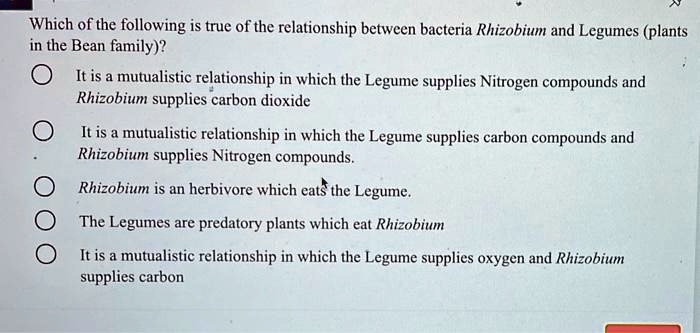 Which of the following is true of the relationship between bacteria Rhizobium and Legumes (plants in the Bean family)?
It is a mutualistic relationship in which the Legume supplies Nitrogen compounds and Rhizobium supplies carbon dioxide
It is a mutualistic relationship in which the Legume supplies carbon compounds and Rhizobium supplies Nitrogen compounds.
Rhizobium is an herbivore which eats the Legume.
The Legumes are predatory plants which eat Rhizobium
It is a mutualistic relationship in which the Legume supplies oxygen and Rhizobium supplies carbon