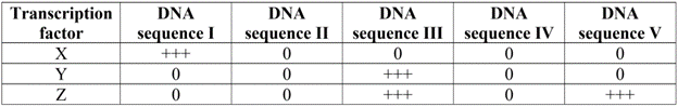 | Transcription factor | DNA sequence I | DNA sequence II | DNA sequence III | DNA sequence IV | DNA sequence V |
| :—: | :—: | :—: | :—: | :—: | :—: |
| X | +++ | 0 | 0 | 0 | 0 |
| Y | 0 | 0 | +++ | 0 | 0 |
| Z | 0 | 0 | +++ | 0 | +++ |