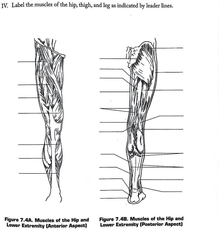 Muscle Labeling - Lower Leg Diagram