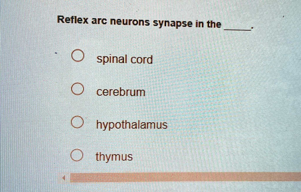 Reflex arc neurons synapse in the . spinal cord cerebrum hypothalamus ...