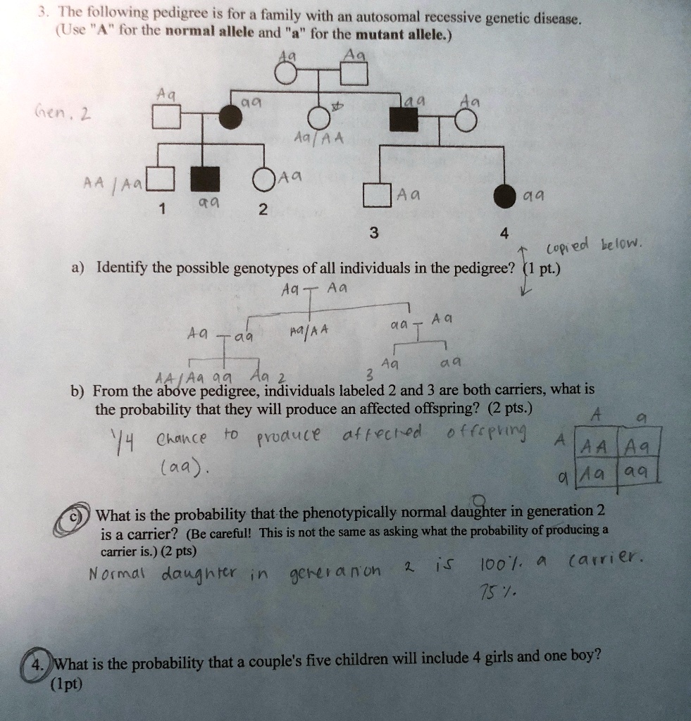 3. The following pedigree is for a family with an autosomal recessive genetic disease.
(Use "A" for the normal allele and "a" for the mutant allele.)
a) Identify the possible genotypes of all individuals in the pedigree? (1 pt.)
b) From the above pedigree, individuals labeled 2 and 3 are both carriers, what is the probability that they will produce an affected offspring? (2 pts.)
c) What is the probability that the phenotypically normal daughter in generation 2 is a carrier? (Be careful! This is not the same as asking what the probability of producing a carrier is.) (2 pts)
4. What is the probability that a couple's five children will include 4 girls and one boy?
(1pt)