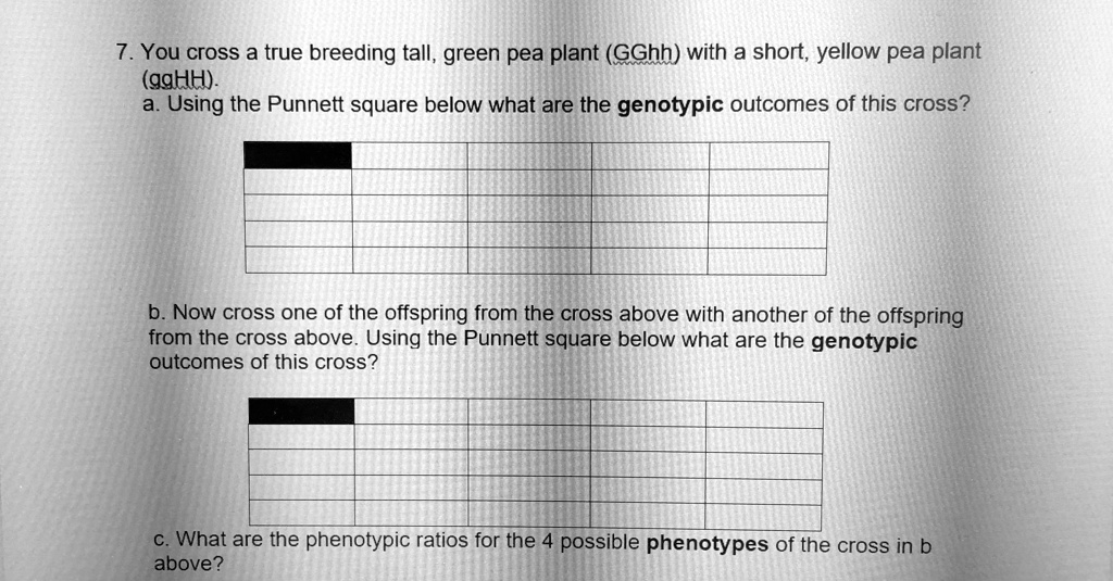 7 You Cross A True breeding Tall Green Pea Plant GGhh With A Short 7-you-cross-a-true-breeding-tall-green-pea-plant-gghh-with-a-short