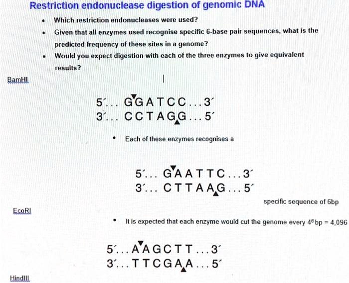 Solved Restriction Endonuclease Digestion Of Genomic Dna Which Restriction Endonucleases Were 0123