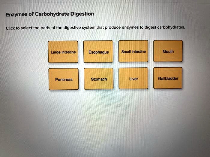 SOLVED Enzymes of Carbohydrate Digestion Click to select the parts of