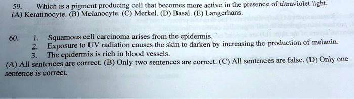 59. Which is a pigment producing cell that becomes more active in the presence of ultraviolet light.
(A) Keratinocyte. (B) Melanocyte. (C) Merkel. (D) Basal. (E) Langerhans.

60. 1. Squamous cell carcinoma arises from the epidermis.
2. Exposure to UV radiation causes the skin to darken by increasing the production of melanin.
3. The epidermis is rich in blood vessels.
(A) All sentences are correct. (B) Only two sentences are correct. (C) All sentences are false. (D) Only one sentence is correct.