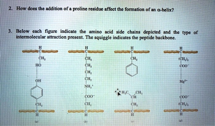 2. How does the addition of a proline residue affect the formation of ...