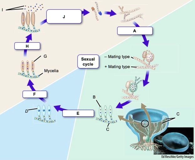 SOLVED: Sexual cycle Mating type Mating type Mycelia '? Ed Reschke ...