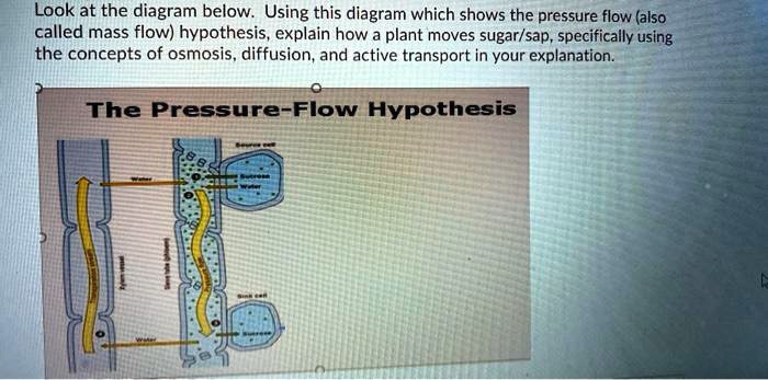 pressure flow hypothesis definition quizlet