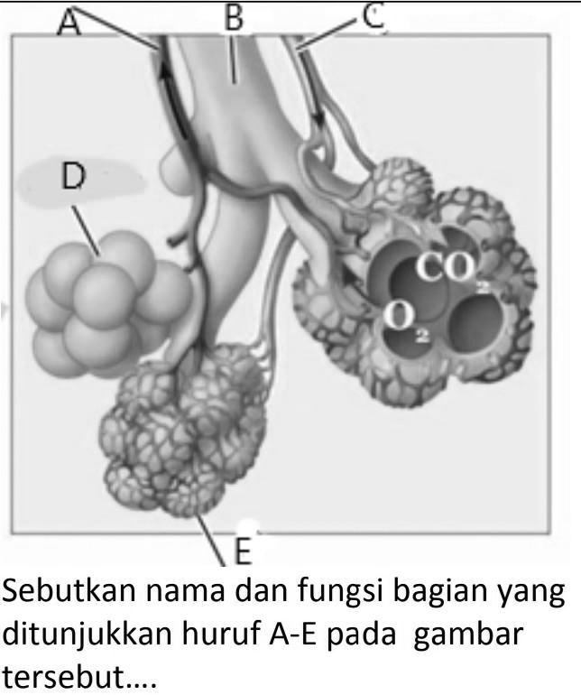 Solved Bantu Jawab Ya Kak Co E Sebutkan Nama Dan Fungsi Bagian Yang Ditunjukkan Huruf A E 1482