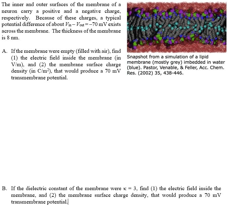 The inner and outer surfaces of the membrane of a
neuron carry a positive and a negative charge,
respectively. Because of these charges, a typical
potential difference of about Vin - Vout = -70 mV exists
across the membrane. The thickness of the membrane
is 8 nm.
A. If the membrane were empty (filled with air), find
(1) the electric field inside the membrane (in
V/m), and (2) the membrane surface charge
density (in C/m^2), that would produce a 70 mV
transmembrane potential.
Snapshot from a simulation of a lipid
membrane (mostly grey) imbedded in water
(blue). Pastor, Venable,     Feller, Acc. Chem.
Res. (2002) 35, 438-446.
B. If the dielectric constant of the membrane were kappa = 3, find (1) the electric field inside the
membrane, and (2) the membrane surface charge density, that would produce a 70 mV
transmembrane potential.