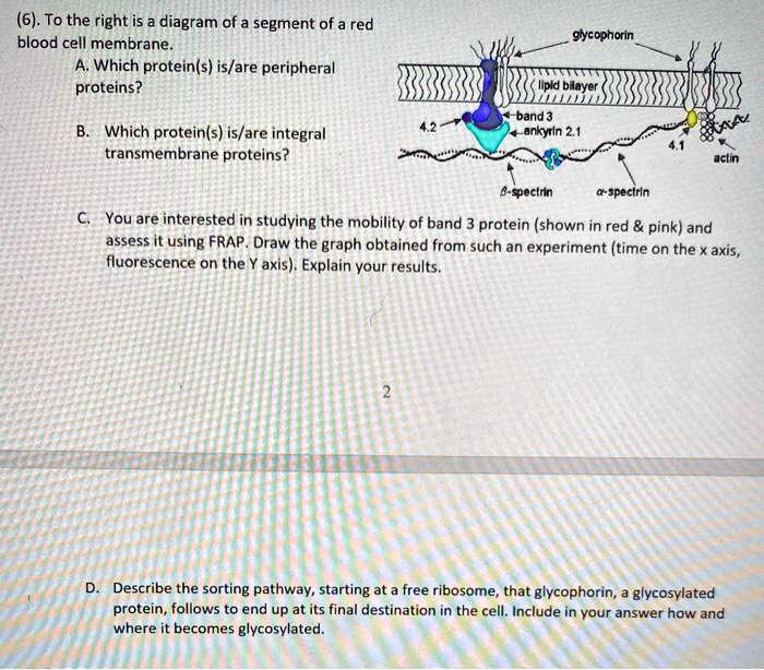 (6). To the right is a diagram of a segment of a red blood cell membrane.
A. Which protein(s) is/are peripheral proteins?
B. Which protein(s) is/are integral transmembrane proteins?
C. You are interested in studying the mobility of band 3 protein (shown in red     pink) and assess it using FRAP. Draw the graph obtained from such an experiment (time on the x axis, fluorescence on the Y axis). Explain your results.
D. Describe the sorting pathway, starting at a free ribosome, that glycophorin, a glycosylated protein, follows to end up at its final destination in the cell. Include in your answer how and where it becomes glycosylated.
glycophorin
lipid bilayer
band 3
4.2
ankyrin 2.1
4.1
actin
?-spectrin
?-spectrin