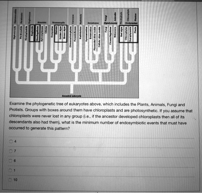 SOLVED Examine the tree of eukaryotes above, which